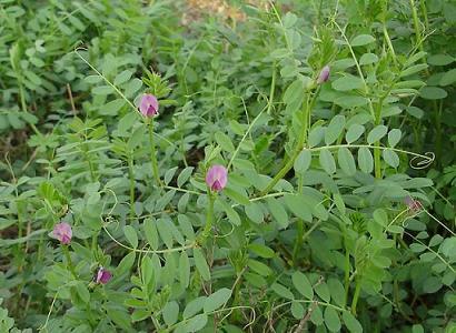 大巢菜(大巢菜,紫箕,野豌豆,元修菜,野苕子,野鸡头,扫帚菜)