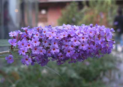 醉鱼草花