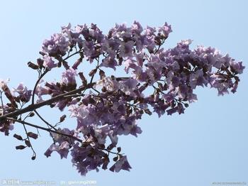 梧桐花