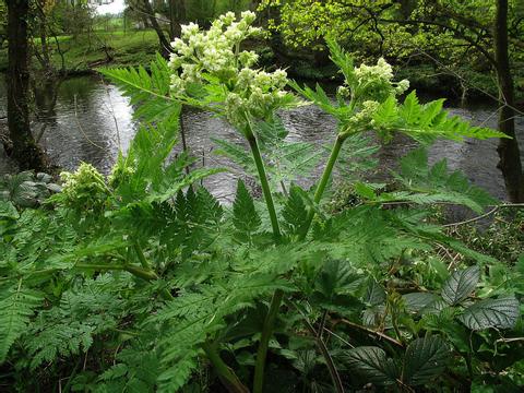 没药