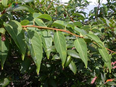 雷公藤(震龙根,蒸龙草,莽草,水莽子,水莽兜,黄藤,大茶叶,水莽,黄藤草