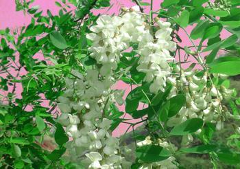 槐花