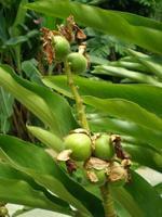 草豆蔻